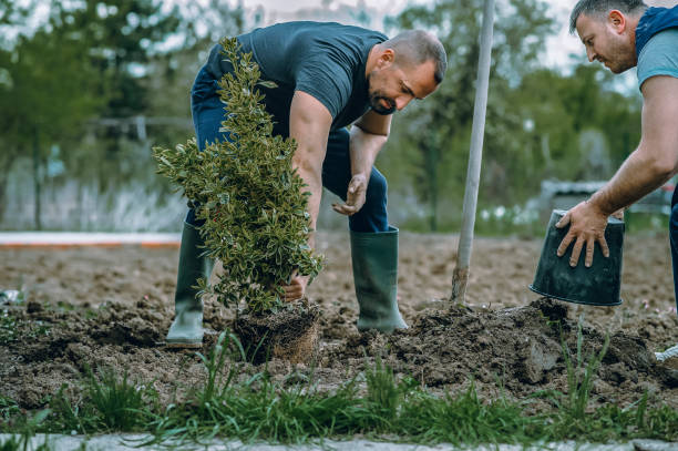 Professional Tree Removal in Belle Plaine, MN